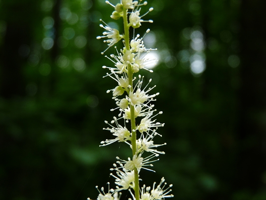 {Astilbe biternata}